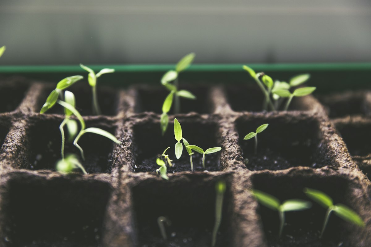 Seedlings