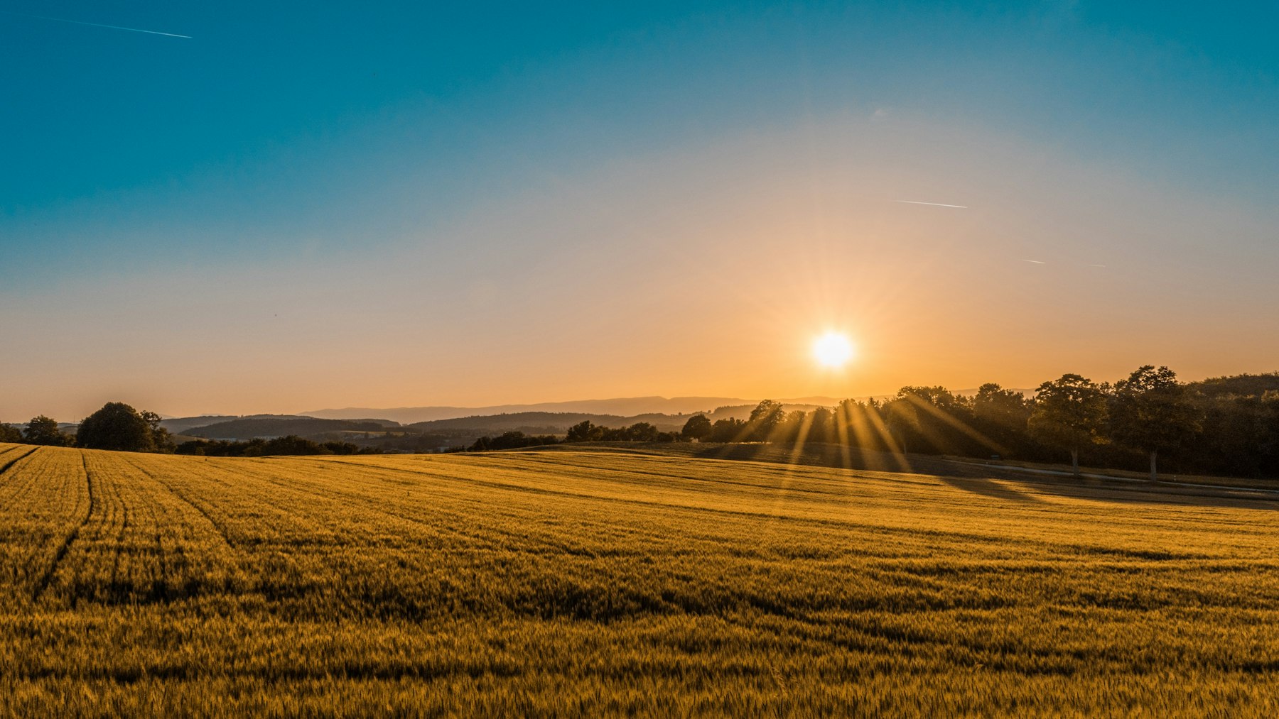 Golden field at Change Barn at sunset